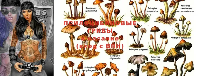 hydra ТОР  Волосово  Псилоцибиновые грибы Psilocybine cubensis  как найти  