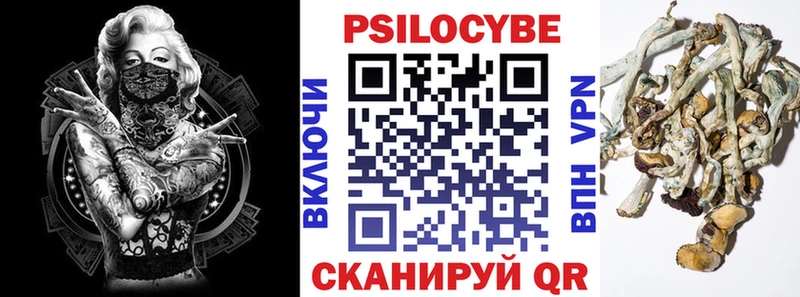 купить   Волосово  Псилоцибиновые грибы мицелий 
